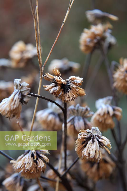 Ligularia dentata with frosted seedheads.