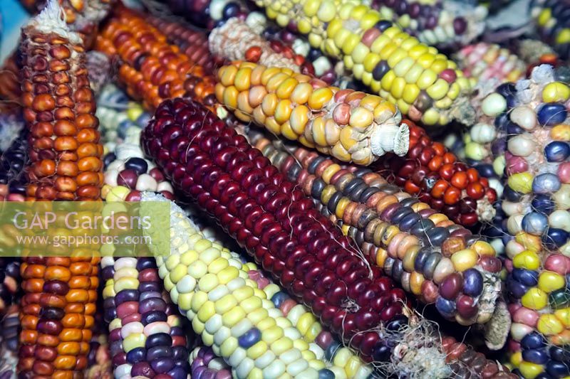 Zea mays - Painted Mountain Indian Corn