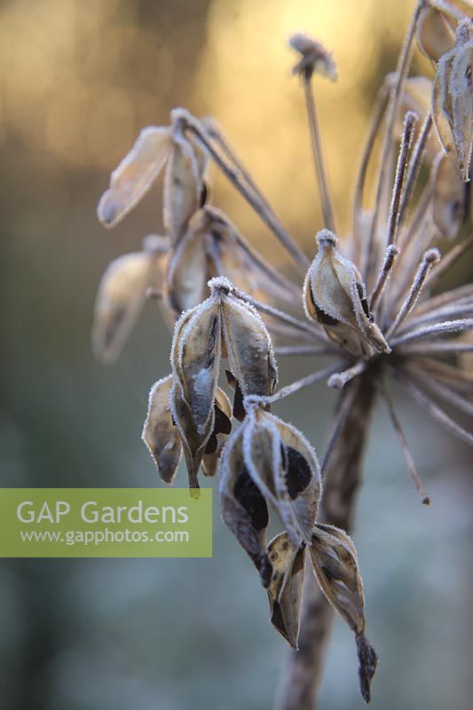 Agapanthus Headbourne hybrids with hoar frost in January. 
