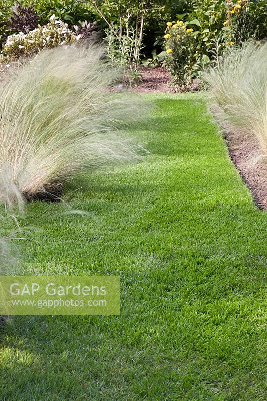 Mown grass pathways through beds of Stipa tenuissima - July, Cheshire