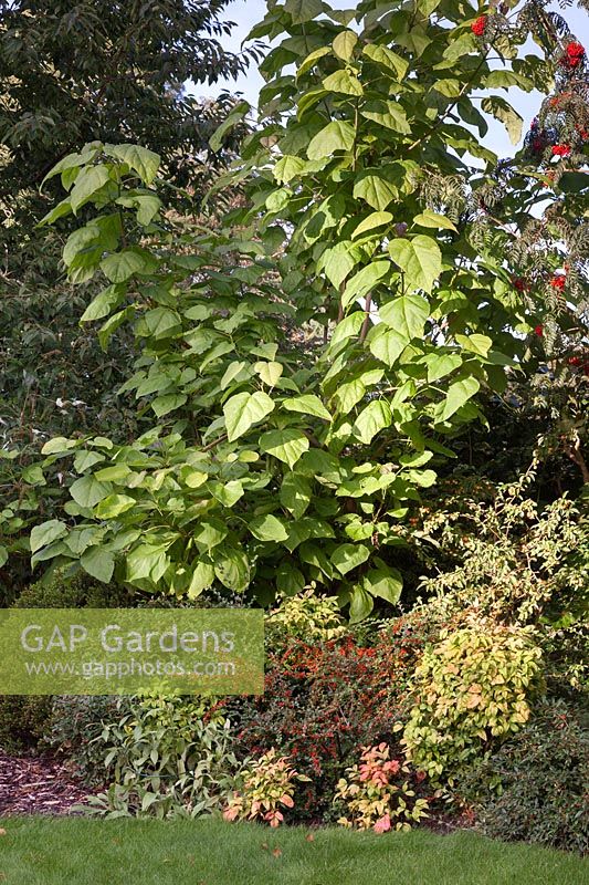 Catalpa bignonioides with Cotoneaster salicifolius 'Gnom', Sorbus aucuparia and Nandina domestica 'Firepower'