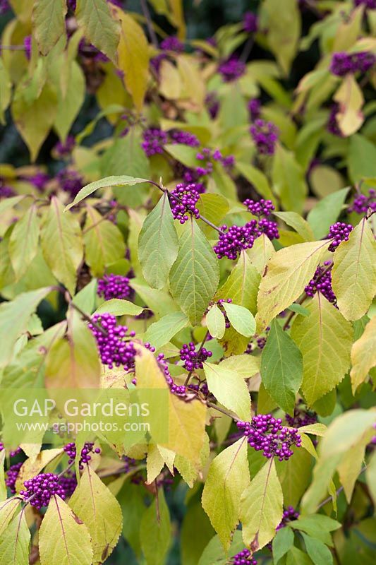 Callicarpa bodinieri 'Profusion' with berries and leaves - Beauty Berry - October