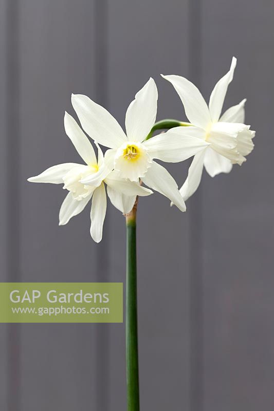 Narcissus 'Thalia' - Daffodil