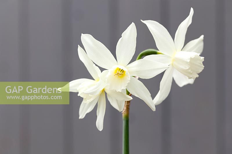 Narcissus 'Thalia' - Daffodil