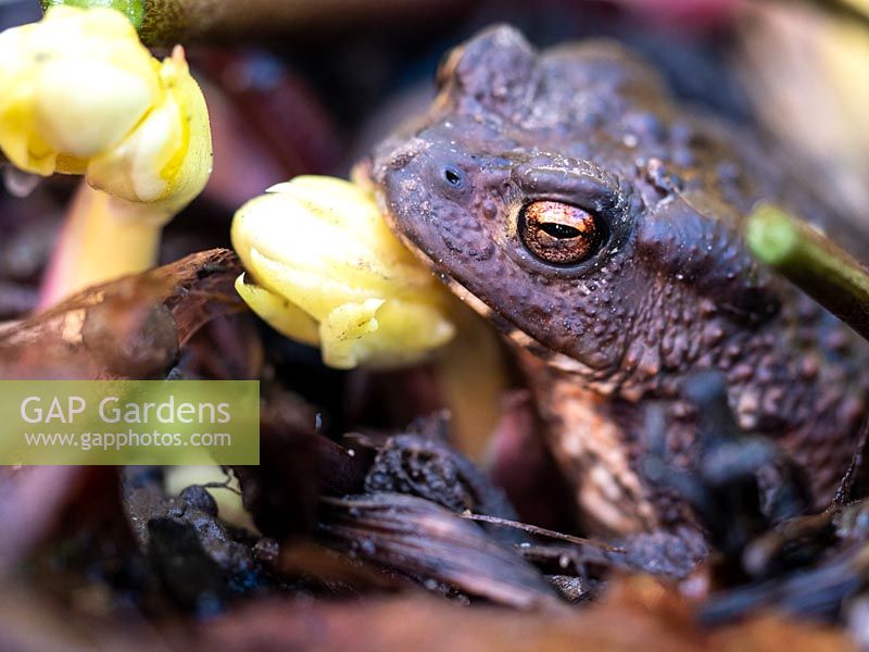 Toad hibernating amongst Helleborus - Hellebore