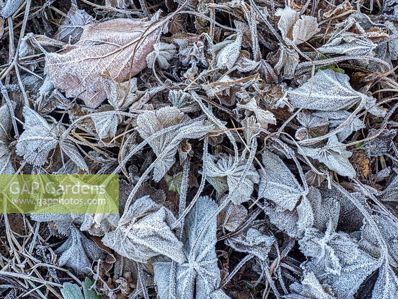 Alchemilla mollis - Lady's mantle with frosted leaves. 