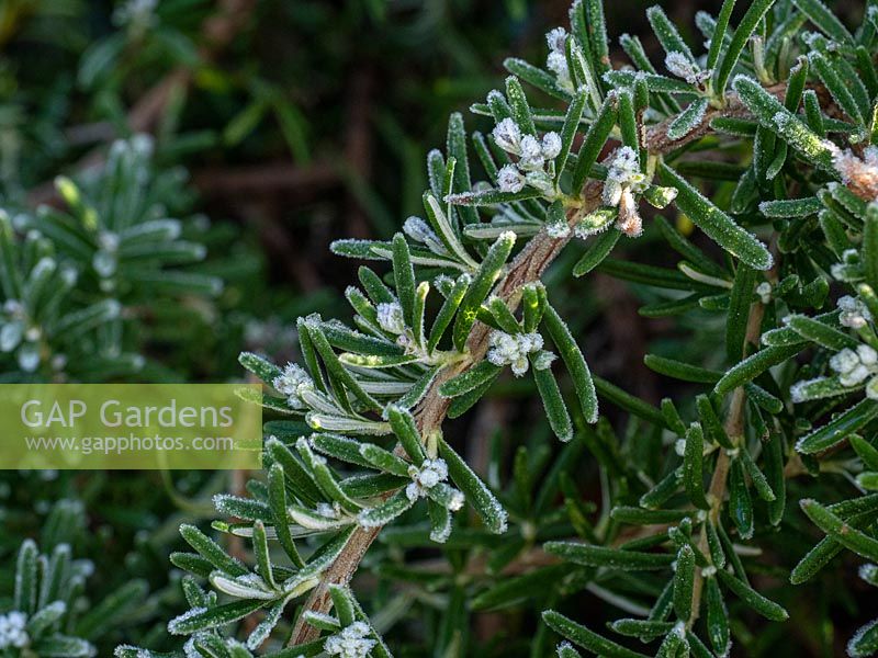 Salvia rosmarinus with frosted buds - Rosemary 