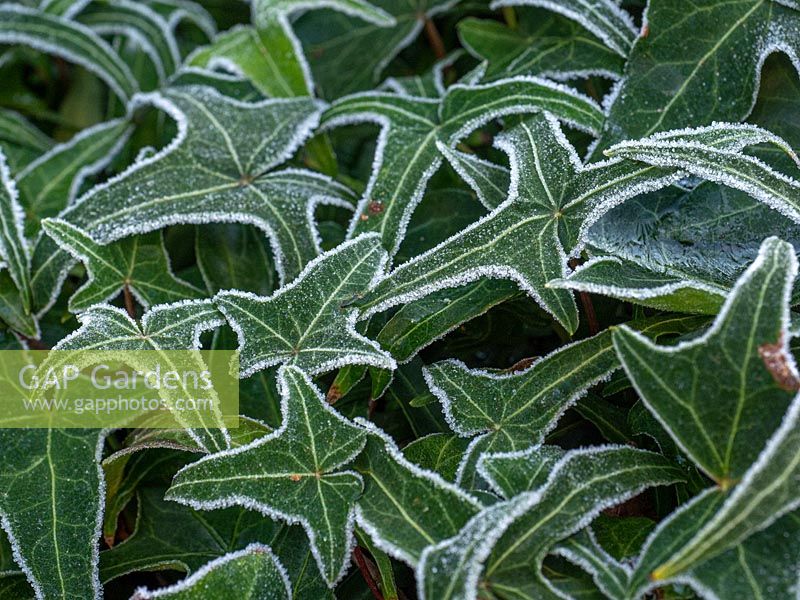 Hedera - Ivy with frosted leaves. 