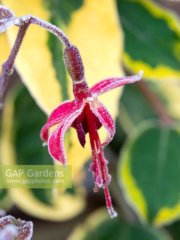 Fuchsia 'Lady Boothby' in winter frost. 