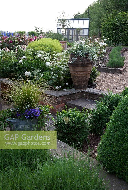 Rose garden with gravel paths. Buxus sempervirens - Box - hedges and pyramids, punctuated with half standard Bay trees. Peonies, Delphiniums and roses. Galvanised bucket with grasses, Ivy and bedding and terracotta pot filled with bedding plants.