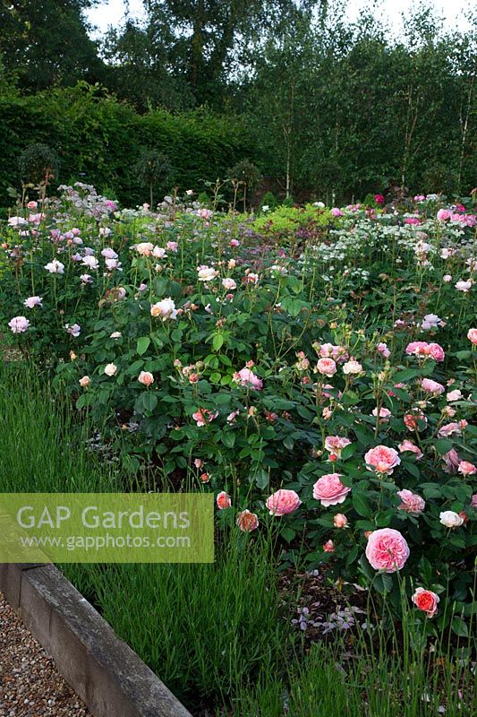 Rosa 'Boscabel' and Rosa 'Sweet Juliet' edged with Lavender in the rose garden.