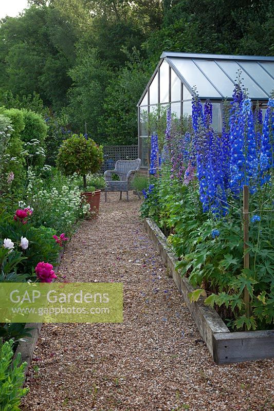 Delphinium 'Guardian Blue' and 'Magic Fountains Mix' flowering in the rose garden with gravel path leading to greenhouse and old wicker chair.
