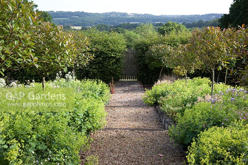Gravel pathway leading through avenue of Photinia x fraseri 'Red Robin' standard trees underplanted with Alchemilla mollis and Astrantia major. 
