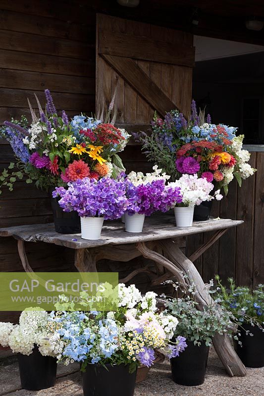 Zelie's workshop with buckets of flowers ready for wedding flower arrangements, including Sweet Peas,Dahlias, Agastache, Hydrangea and Achillea. 