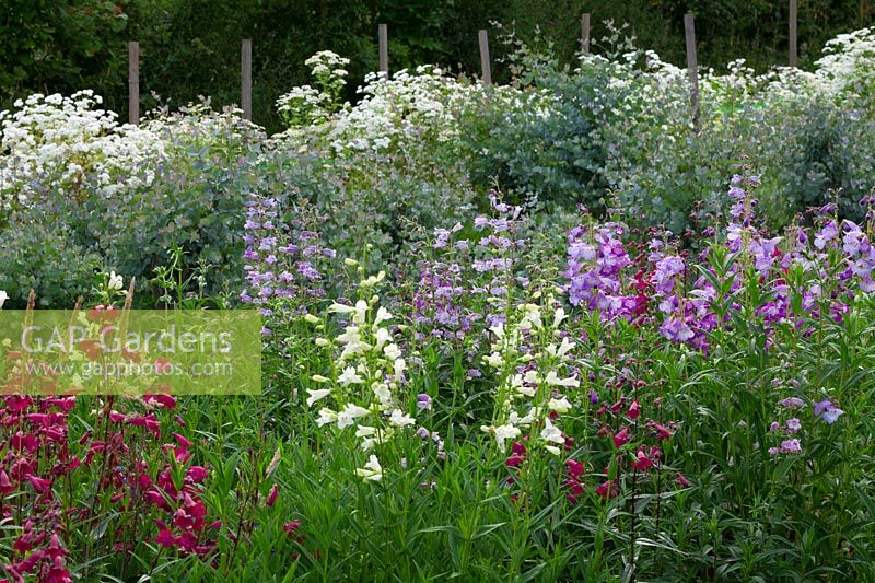 Summer border with Penstemon 'Garnet', 'Snowstorm', 'Sour Grapes', with Eucalyptus gunnii behind in The cutting garden.