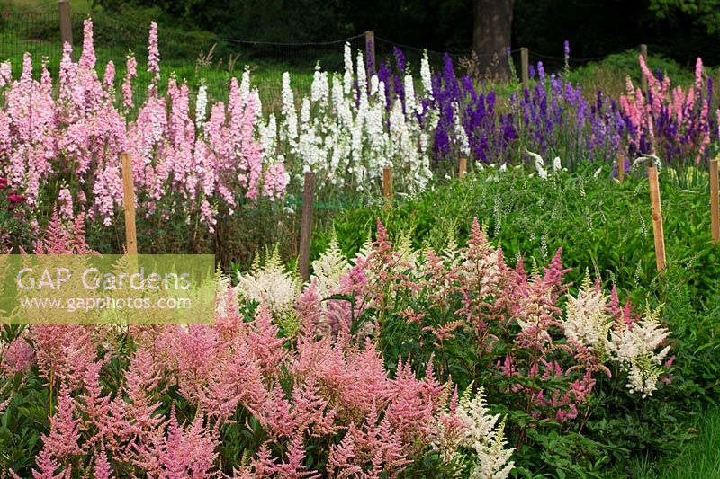 Pink and white Astilbes with Larkspur in The cutting garden.