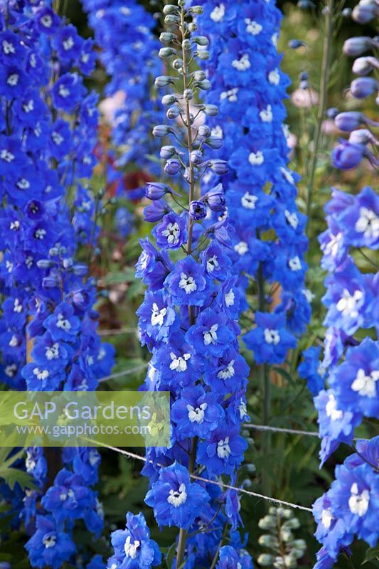 Delphinium 'Guardian Blue' and 'Magic Fountains Mix' in the rose garden.