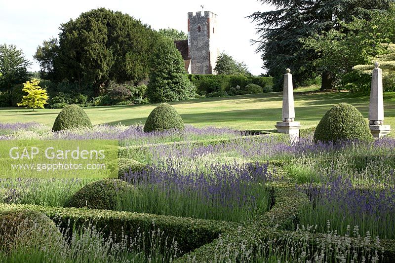 Fan shaped Buxus sempervirens - Box -  Parterre filled with Lavendula 'Folgate' and 'Rosea' , with church view and stone obelisks.