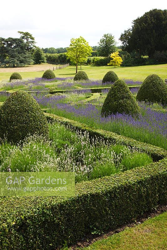 Fan shaped Buxus sempervirens - Box -  Parterre with Box spheres set in Lavendula 'Folgate' and 'Rosea'. 