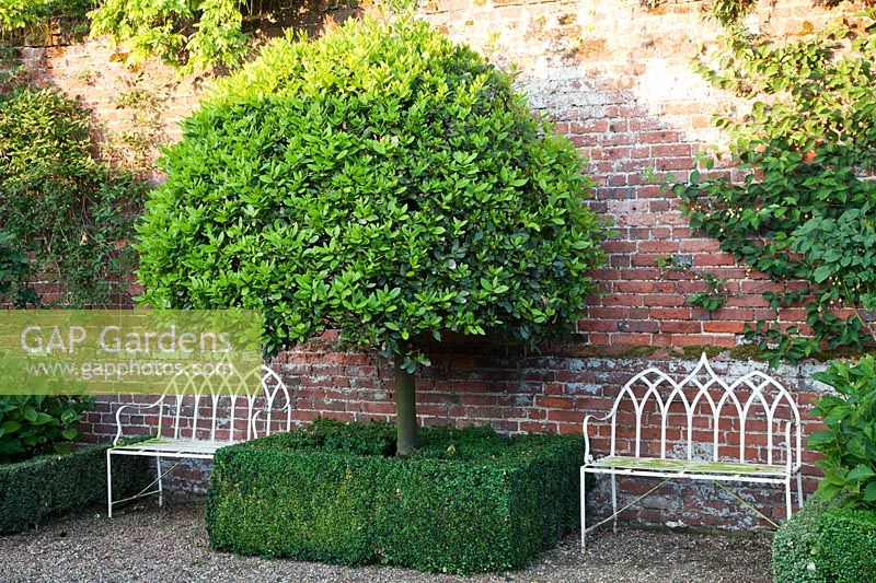 Standard Viburnum tinus tree set in Buxus sempervirens - Box - low hedges in walled garden. 


