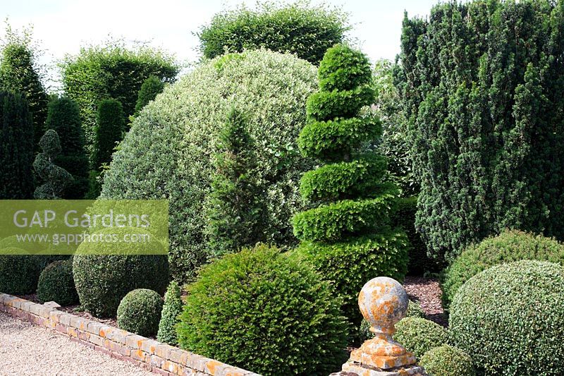 Formal topiary garden with Buxus sempervirens - Box - balls and spirals, Taxus baccata - Yew - pyramids, Ilex aquifolium 'Variegatum' and Prunus lusitanica - Portugese Laurel. 