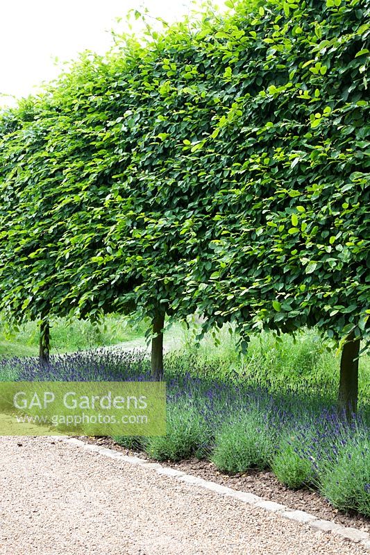 Pleached Lime - Tilia x europaea -  hedges -  underplanted with Lavender bordering driveway.