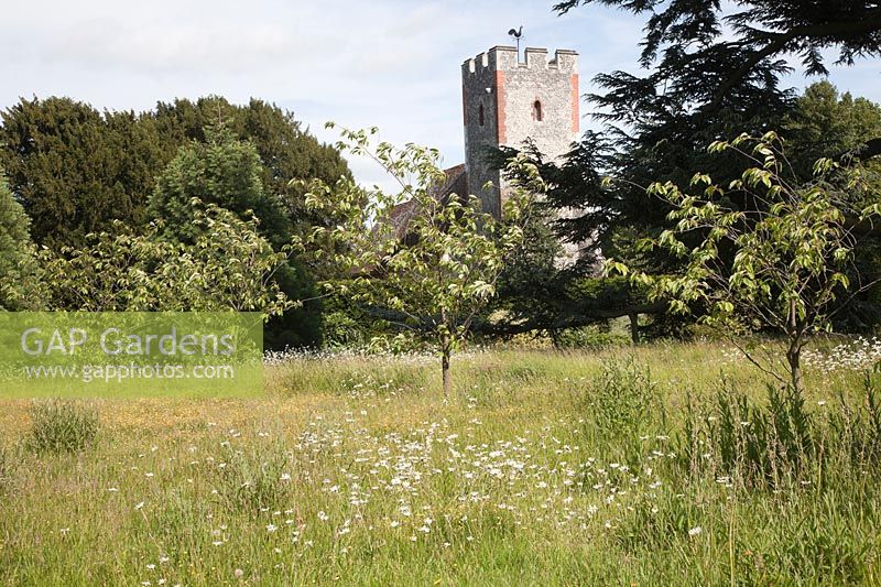 A country garden with wild flower meadows  of Oxeye Daisies and Meadow Buttercup, fruit trees and a church view.