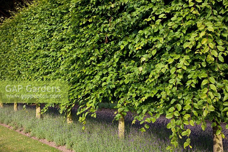 Pleached Lime - Tilia x europaea -  hedges -  underplanted with Lavender. 