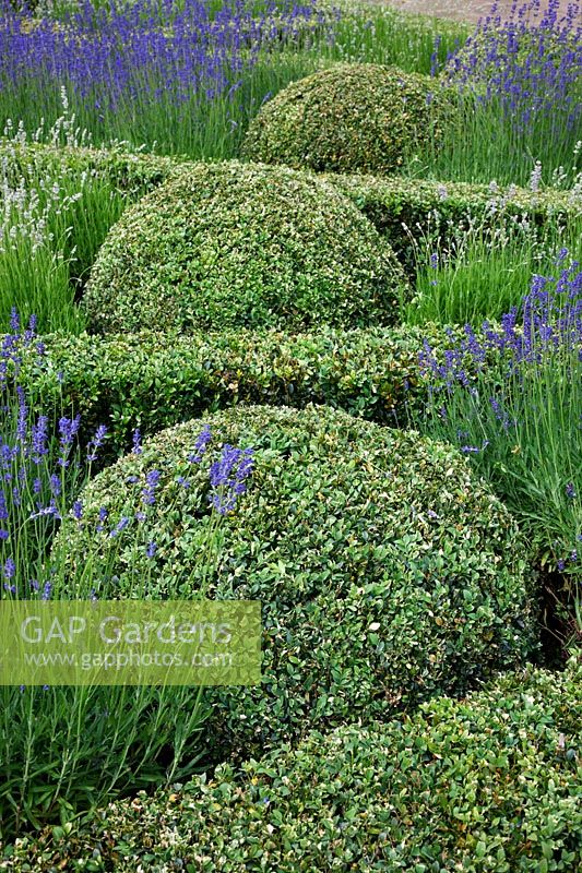 Buxus sempervirens - Box - fan shaped Parterre with Box balls set in Lavendula - Lavender  'Folgate' and 'Rosea'. 