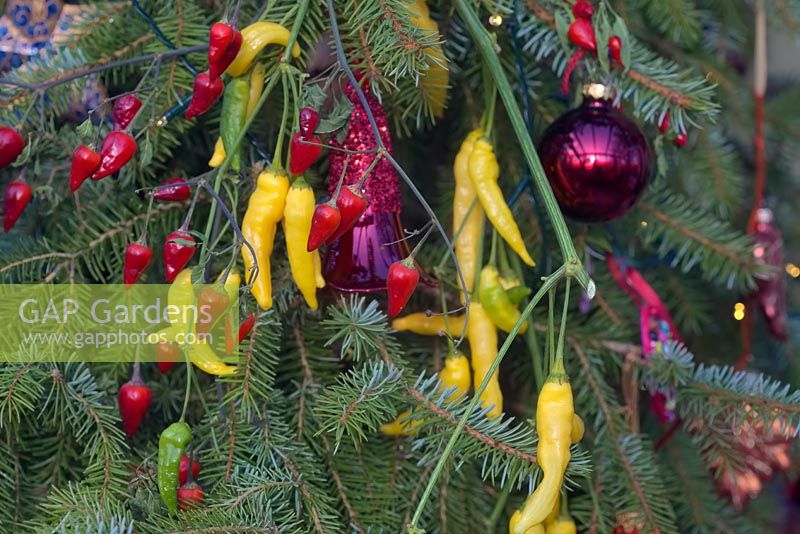 Capsicum 'Lemon Drop' and Chilli Pepper - Capsicum Annuum 'Fairy Lights' used as Christmas decorations. 