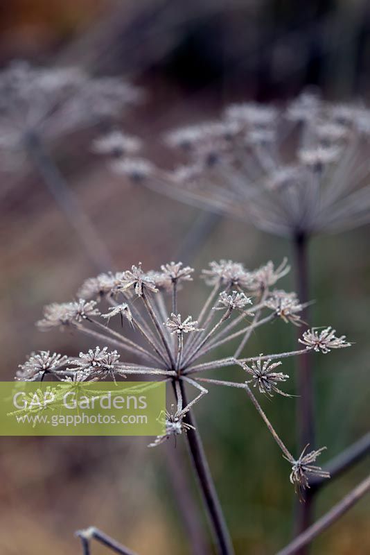 Angelica sylvestris purpurea with hoar frost in January.