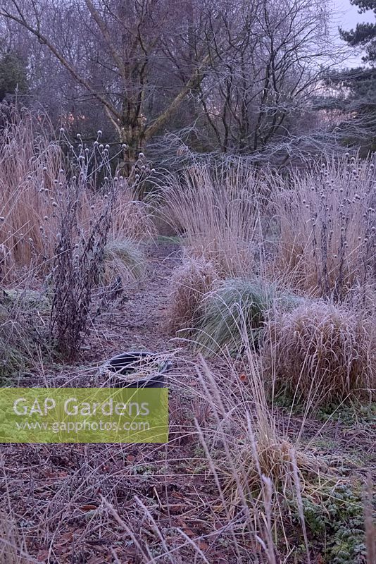 Tall frosted grasses in winter including Calamagrostis x acutiflora 'Karl Foerster' and Dipsacus inermis. This foliage provides habitat for a hibernating population of Dormice, which build winter nests in the tussocks of the grasses.
