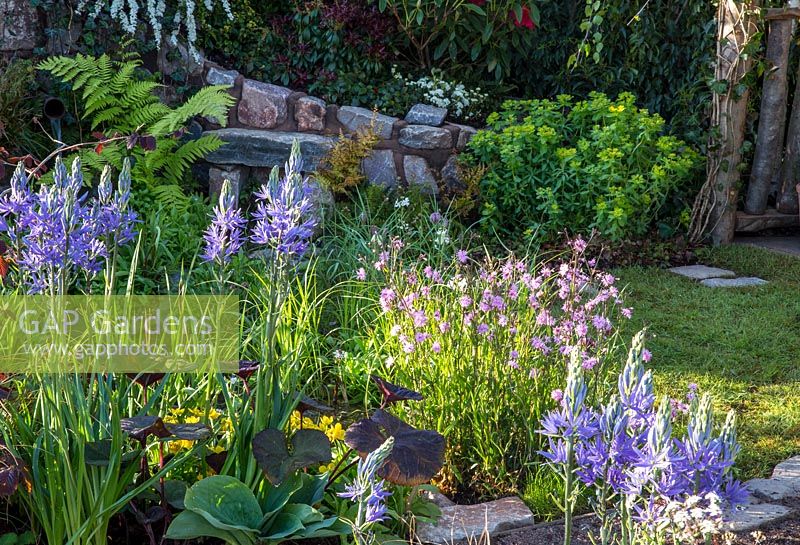 Mixed planting flower bed with with Camassia esculenta 'Quamash', Lychnis flos cuculi 'Terry's Pink' with ferns, Hosta and Euphorbia. The Water Spout Garden