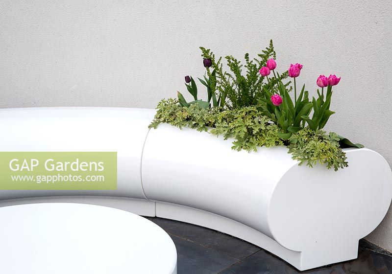 Tulipa 'Queen of Night' and geraniums planted within a modern curved white plastic bench seating area set against a garden hedge. Hidden Gems of Worcestershire garden, RHS Malvern Spring Festival, 2016. Design: Nikki Hollier