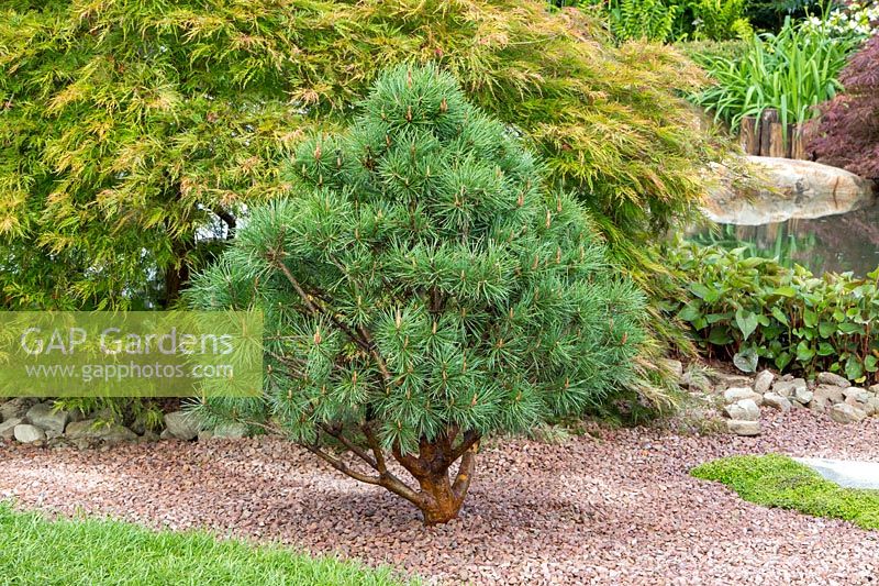 Pinus strobus f. nana growing in a gravel bed  in front of Acer. A Japanese Reflection garden, RHS Malvern Spring Festival, 2016. Design: Peter Dowle and Richard Jasper - Howle Hill Nursery