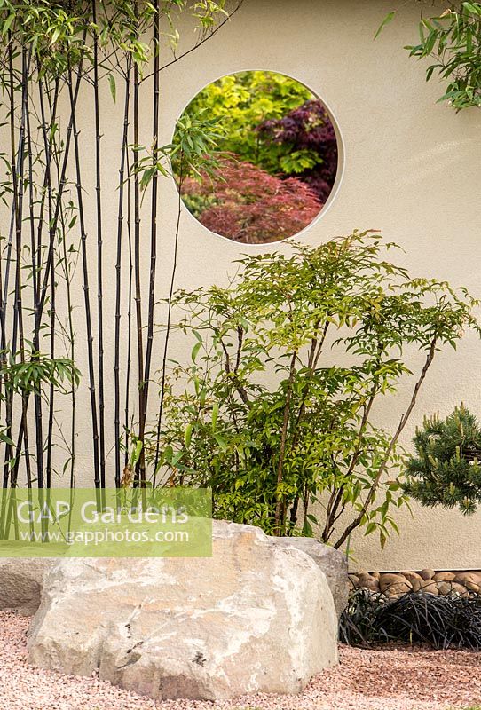 Phyllostachys nigra - black bamboo growing against a garden wall with round window with a view of Japanese Acer trees. A Japanese Reflection garden, RHS Malvern Spring Festival, 2016. Design: Peter Dowle and Richard Jasper - Howle Hill Nursery