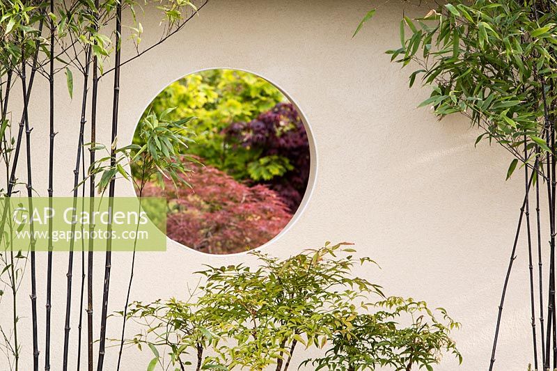   Phyllostachys nigra - black bamboo growing against a garden wall with round window with a view of Japanese Acer trees. A Japanese Reflection garden, RHS Malvern Spring Festival, 2016. Design: Peter Dowle and Richard Jasper - Howle Hill Nursery