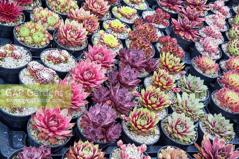 Rows of different varieties of Sempervivum plants in non recyclable plastic plant pots for sale at a garden centre nursery