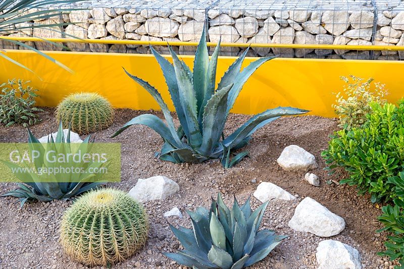 Dry crushed stone gravel bed with drought tolerant planting of Agave americana and Echinocactus grusonii -barrel cacti with a yellow walled rill water feature and stone gabion wall in the background. Stephen Studd - Santa Rita Living La Vida 120 Garden. RHS Hampton Court Flower Show 2018 - Designer: Alan Rudden - Sponsor Santa Rita wines 