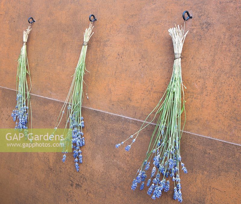 Lavender drying on hooks against corten steel rusted wall