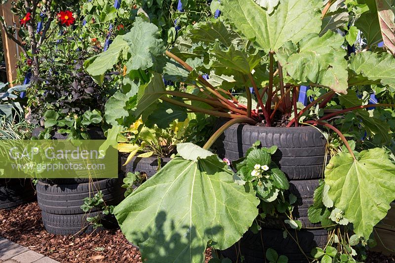 Rheum rhabarbarum - rhubarb and Fragaria x ananassa - strawberry plants with Dahlias grown in tyres for space saving on an organic allotment. RHS Grow Your Own with The Raymond Blanc Gardening Schoo. RHS Hampton Court Flower Show July 2018l - Designers: Allister Dempster and Rossana Porta 