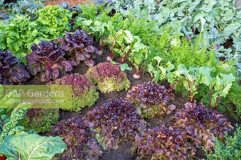 Lactuca sativa - Lettuce - varieties right to left: 'Red Salad Bowl', 'Lollo Rossa', 'Nymans' and 'Lettony'. Also beetroots, carrots and Kohl rabi 