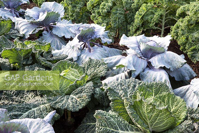 Brassica oleracea var capitata - Cabbage - from left to right: 'Serpentine' a savoy type cabbage, 'Red Jewel' and Kale 'Reflex' 