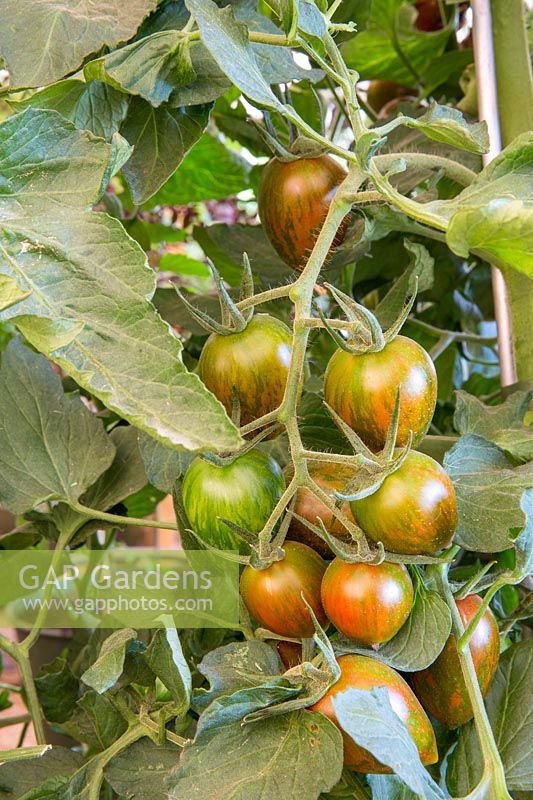 Solanum lycopersicum 'Shimmer' - Tomato - close up of truss of ripening fruit