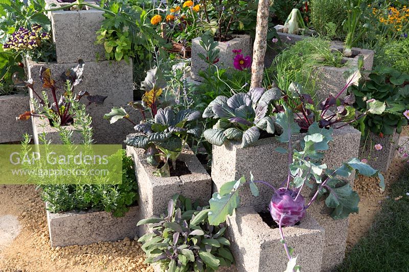Small urban space saving organic vegetable and herb garden with plants grown in concrete breeze block raised bed containers - planting includes Brassica oleracea, Kohlrabi 'Kolibri', beetroot, carrot, onions, rosemary, sage, parsley and strawberry plants. RHS Grow Your Own with The Raymond Blanc Gardening School. RHS Hampton Court Flower Show July 2018 - Designers: Allister Dempster and Rossana Porta 