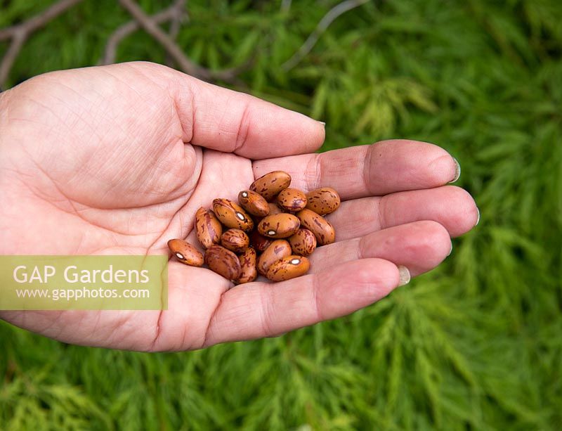 Organic Borlotto 'di Vigevano' dwarf French bean seeds in womans hand - Phaseolus vulgaris 
