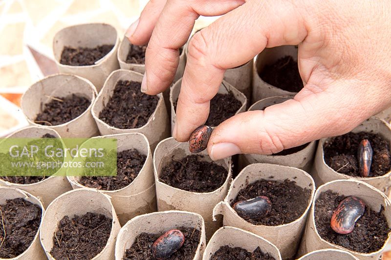 Gardening without plastic sowing Phaseolus coccineus - Runner Bean 'Lady Di' AGM seeds in cardboard toilet roll tubes filled with compost