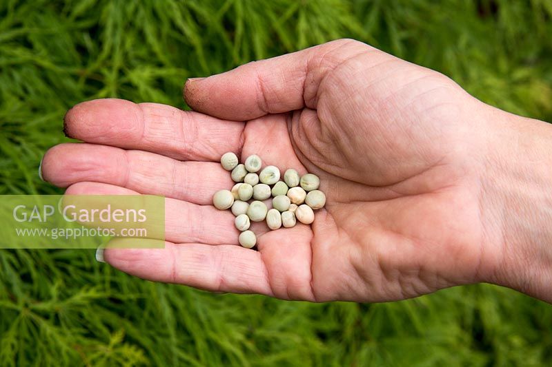 Organic Pisium sativum pea 'Meteor' seeds in hand