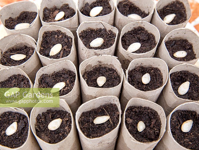 Gardening without plastic sowing Butternut squash seeds in cardboard toilet roll tubes filled with compost