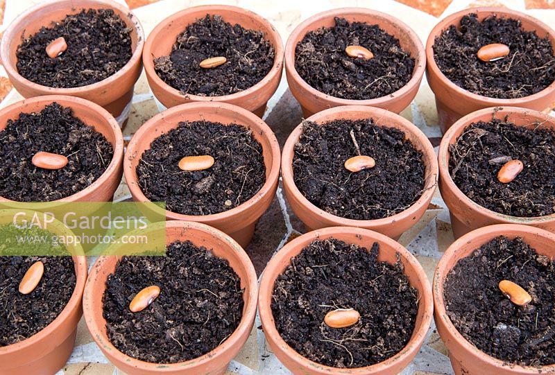Gardening without plastic sowing organic Phaseolus vulgaris 'Trionfo Violetto' - Climbing French Purple Bean seeds in terracotta pots filled with compost
